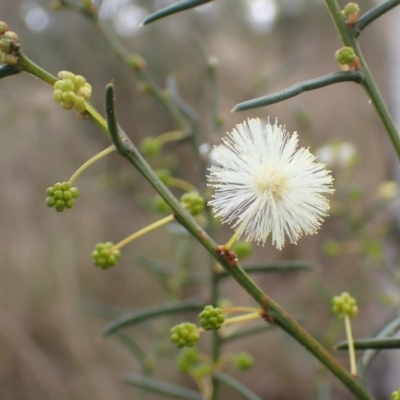 Acacia genistifolia (Early Wattle) at Cook, ACT - 24 Apr 2022 by drakes