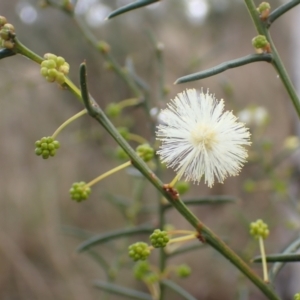 Acacia genistifolia at Cook, ACT - 25 Apr 2022