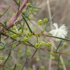 Acacia genistifolia at Cook, ACT - 25 Apr 2022 09:56 AM