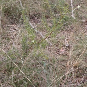 Acacia genistifolia at Cook, ACT - 25 Apr 2022