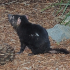 Sarcophilus harrisii (Tasmanian devil) at National Zoo and Aquarium - 28 Jul 2015 by michaelb