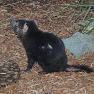 Sarcophilus harrisii at Canberra, ACT - 28 Jul 2015 06:15 PM