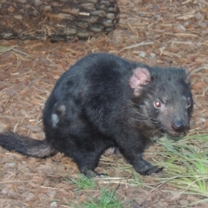 Sarcophilus harrisii at Canberra, ACT - 28 Jul 2015 06:15 PM