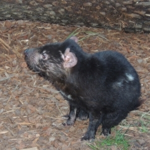 Sarcophilus harrisii at Canberra, ACT - 28 Jul 2015 06:15 PM