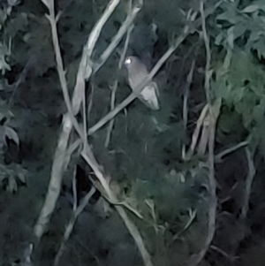 Ninox boobook at Wirlinga, NSW - 25 Apr 2022 10:22 PM