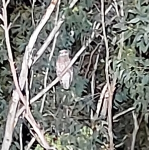 Ninox boobook at Wirlinga, NSW - 25 Apr 2022 10:22 PM