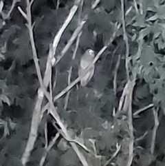 Ninox boobook at Wirlinga, NSW - 25 Apr 2022 10:22 PM