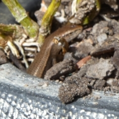 Lampropholis delicata (Delicate Skink) at Queanbeyan, NSW - 25 Apr 2022 by Paul4K