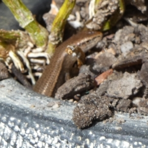 Lampropholis delicata at Queanbeyan, NSW - suppressed