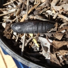 Lepidoptera unclassified IMMATURE (caterpillar or pupa or cocoon) at Queanbeyan, NSW - 25 Apr 2022 by Paul4K