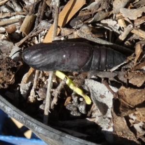 Lepidoptera unclassified IMMATURE at Queanbeyan, NSW - 25 Apr 2022