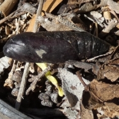 Lepidoptera unclassified IMMATURE at Queanbeyan, NSW - 25 Apr 2022