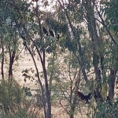 Zanda funerea (Yellow-tailed Black-Cockatoo) at Wirlinga, NSW - 26 Apr 2022 by RobCook