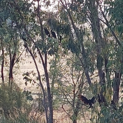 Zanda funerea (Yellow-tailed Black-Cockatoo) at Wirlinga, NSW - 26 Apr 2022 by RobCook