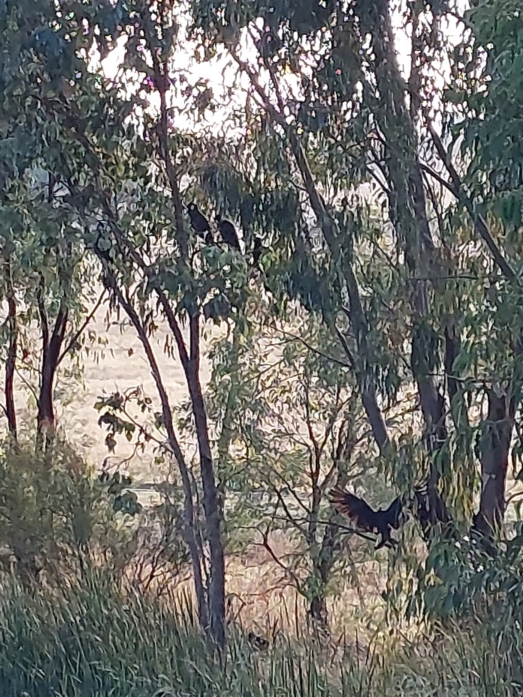 Calyptorhynchus funereus at Wirlinga, NSW - 26 Apr 2022