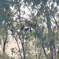 Zanda funerea at Wirlinga, NSW - 26 Apr 2022 08:17 AM