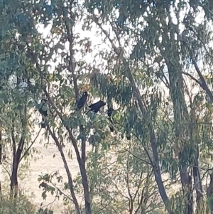 Zanda funerea at Wirlinga, NSW - 26 Apr 2022 08:17 AM