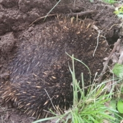 Tachyglossus aculeatus (Short-beaked Echidna) at Melba, ACT - 11 Feb 2022 by dhkmapr