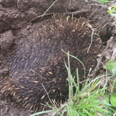 Tachyglossus aculeatus (Short-beaked Echidna) at Melba, ACT - 11 Feb 2022 by dhkmapr