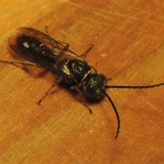 Eirone sp. (genus) (A flower wasp) at Conder, ACT - 31 Dec 2021 by MichaelBedingfield