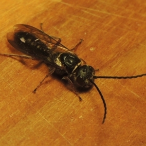 Eirone sp. (genus) at Conder, ACT - 31 Dec 2021