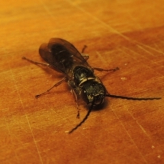 Eirone sp. (genus) at Conder, ACT - 31 Dec 2021