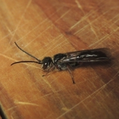 Eirone sp. (genus) at Conder, ACT - 31 Dec 2021