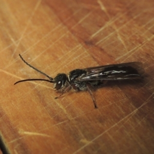 Eirone sp. (genus) at Conder, ACT - 31 Dec 2021