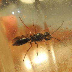 Eirone sp. (genus) at Conder, ACT - 31 Dec 2021