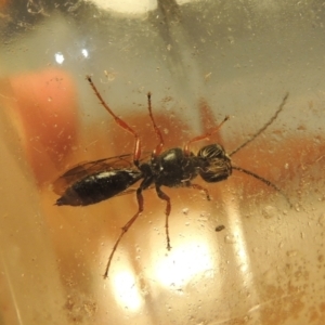 Eirone sp. (genus) at Conder, ACT - 31 Dec 2021