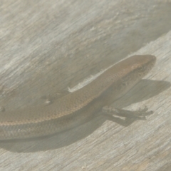 Lampropholis delicata (Delicate Skink) at Pollinator-friendly garden Conder - 3 Jan 2022 by michaelb