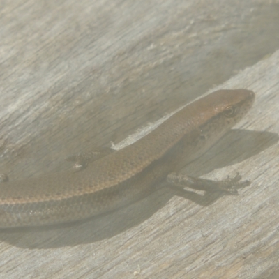 Lampropholis delicata (Delicate Skink) at Pollinator-friendly garden Conder - 3 Jan 2022 by michaelb