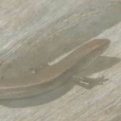 Lampropholis delicata (Delicate Skink) at Conder, ACT - 3 Jan 2022 by michaelb
