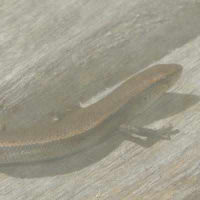Lampropholis delicata (Delicate Skink) at Conder, ACT - 3 Jan 2022 by michaelb