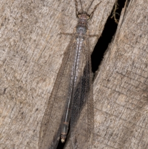 Distoleon bistrigatus at Melba, ACT - 21 Mar 2022 11:55 PM