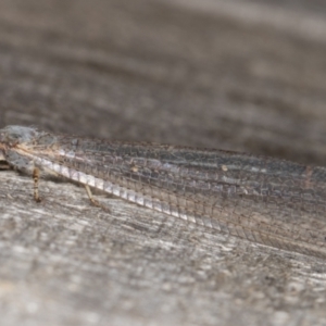 Distoleon bistrigatus at Melba, ACT - 21 Mar 2022