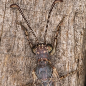 Distoleon bistrigatus at Melba, ACT - 21 Mar 2022