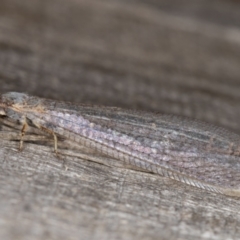 Distoleon bistrigatus at Melba, ACT - 21 Mar 2022