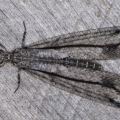 Unidentified Antlion (Myrmeleontidae) at Melba, ACT - 21 Mar 2022 by kasiaaus