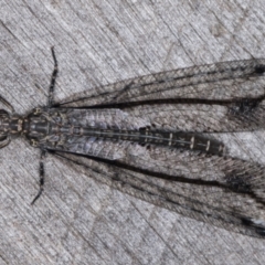 Unverified Antlion (Myrmeleontidae) at Melba, ACT - 22 Mar 2022 by kasiaaus