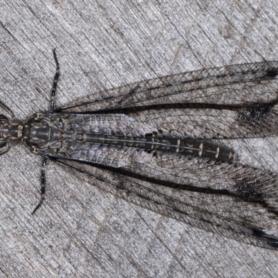 Unverified Antlion (Myrmeleontidae) at Melba, ACT - 22 Mar 2022 by kasiaaus
