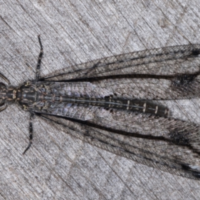 Unidentified Antlion (Myrmeleontidae) at Melba, ACT - 22 Mar 2022 by kasiaaus