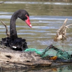 Cygnus atratus (Black Swan) at Fyshwick, ACT - 25 Apr 2022 by RodDeb