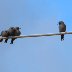 Artamus cyanopterus (Dusky Woodswallow) at Fyshwick, ACT - 25 Apr 2022 by RodDeb