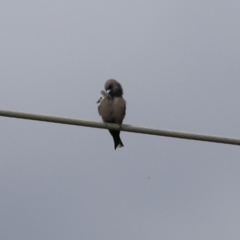 Artamus cyanopterus at Fyshwick, ACT - 25 Apr 2022 01:58 PM