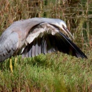 Egretta novaehollandiae at Fyshwick, ACT - 25 Apr 2022