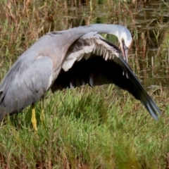 Egretta novaehollandiae at Fyshwick, ACT - 25 Apr 2022 01:49 PM