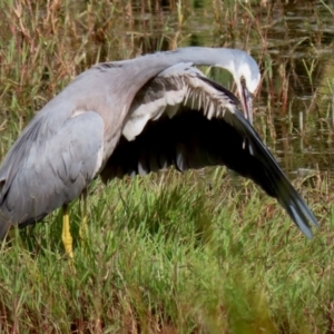 Egretta novaehollandiae at Fyshwick, ACT - 25 Apr 2022 01:49 PM