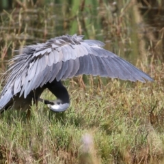 Egretta novaehollandiae at Fyshwick, ACT - 25 Apr 2022 01:49 PM