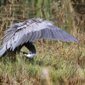 Egretta novaehollandiae at Fyshwick, ACT - 25 Apr 2022 01:49 PM